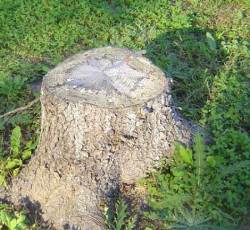 stump.jpg